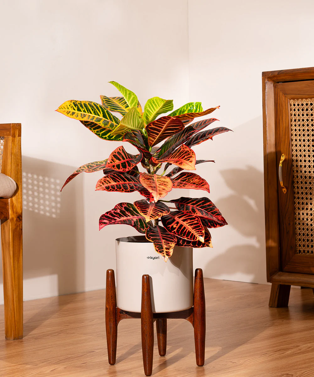 Product image 230