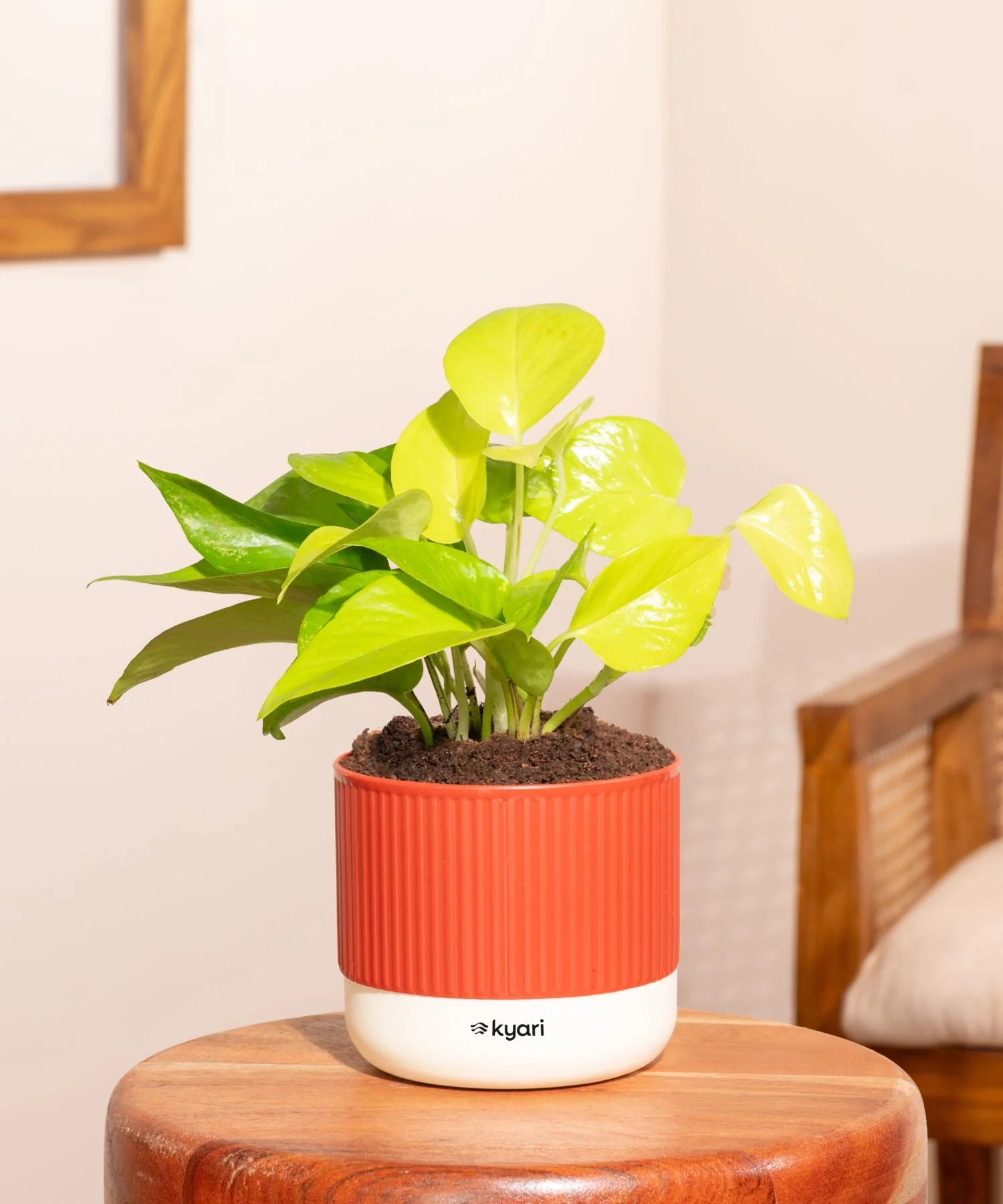 Product image 50
