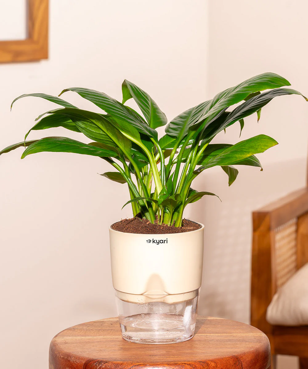 Product image 195