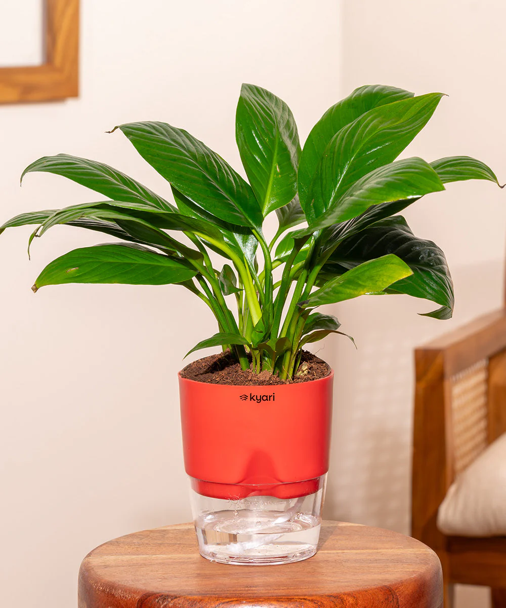Product image 228