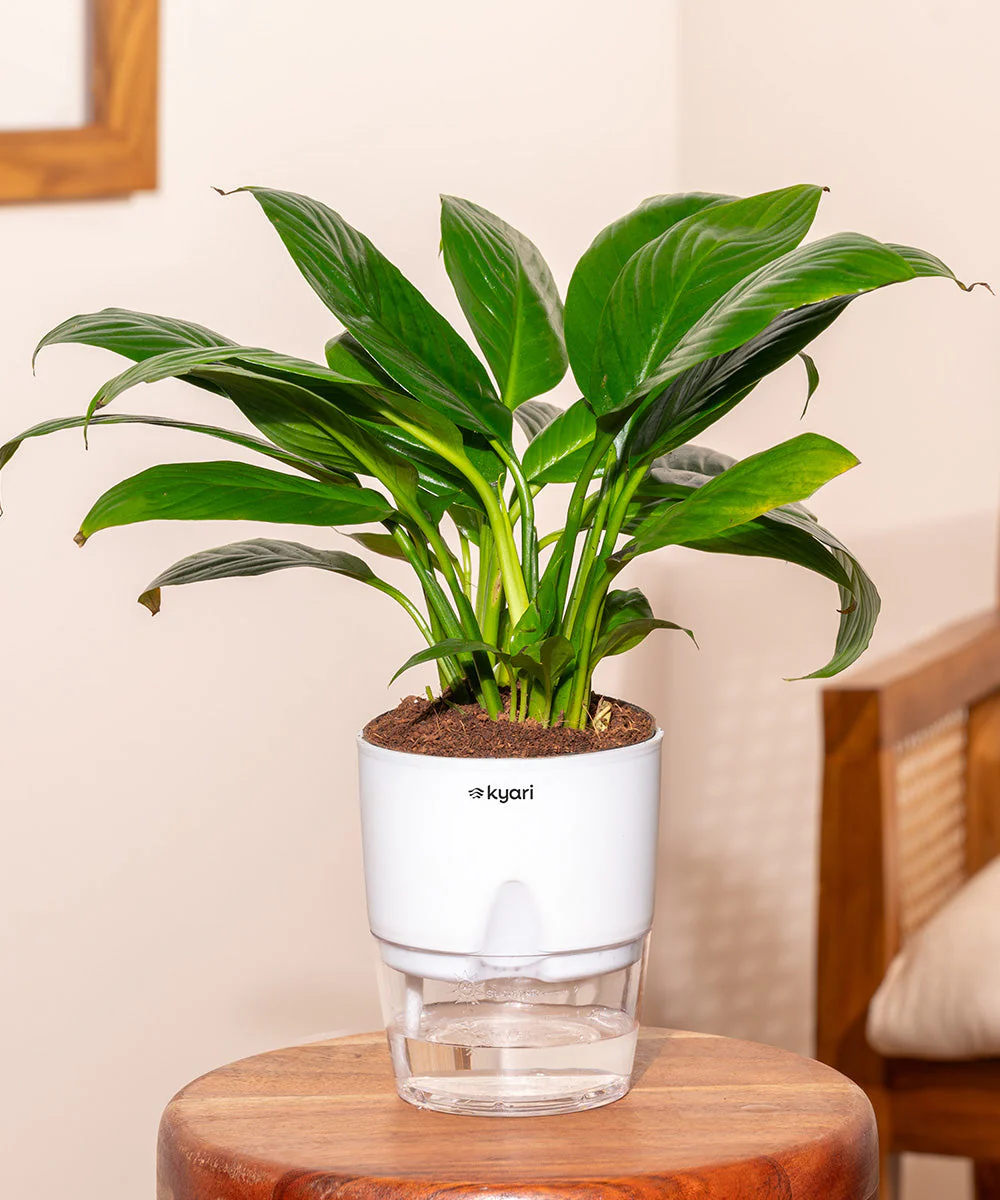 Product image 246